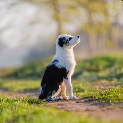 PUPPY TRAINING